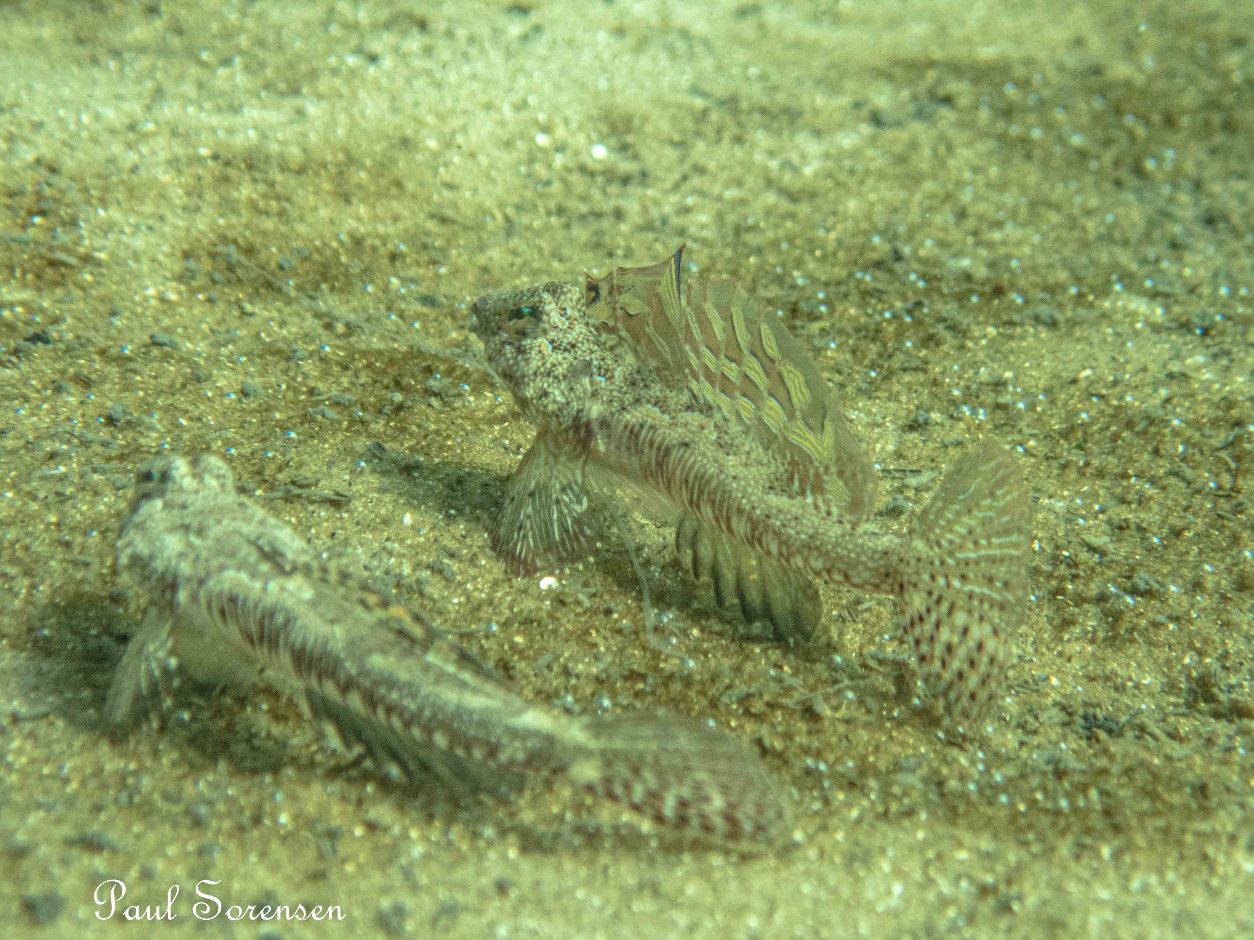 Frankston Pier 17/03/2021