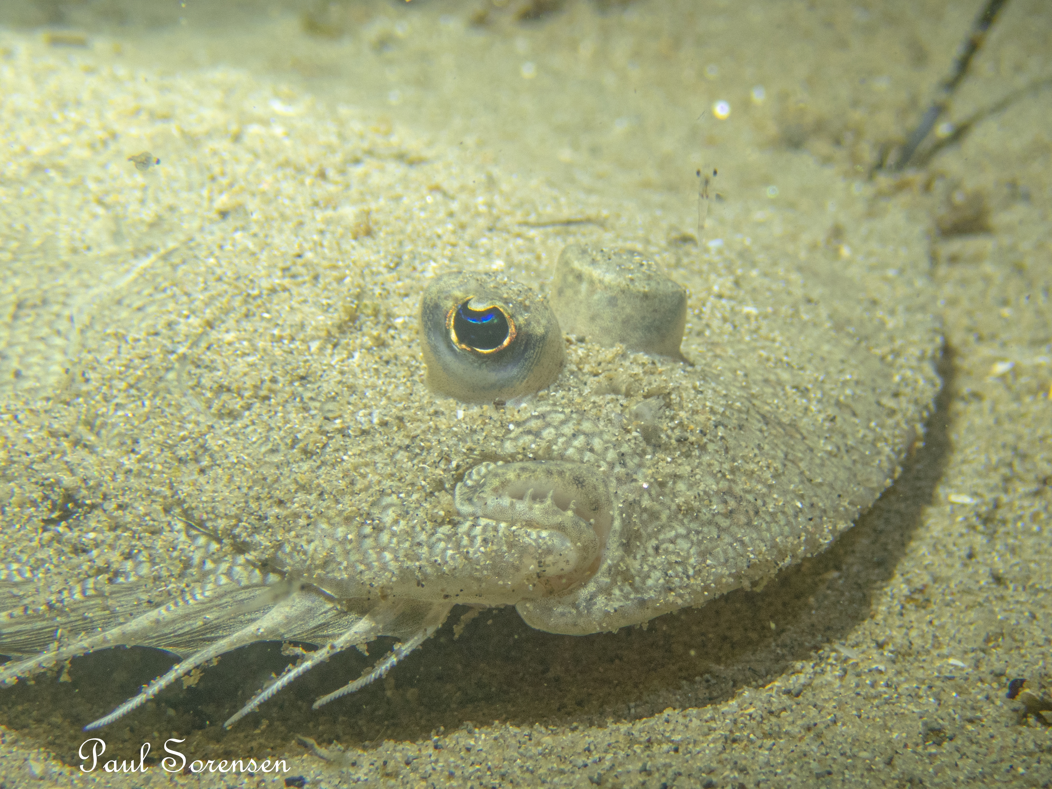 Wednesday 03.02.2021 Night Dive