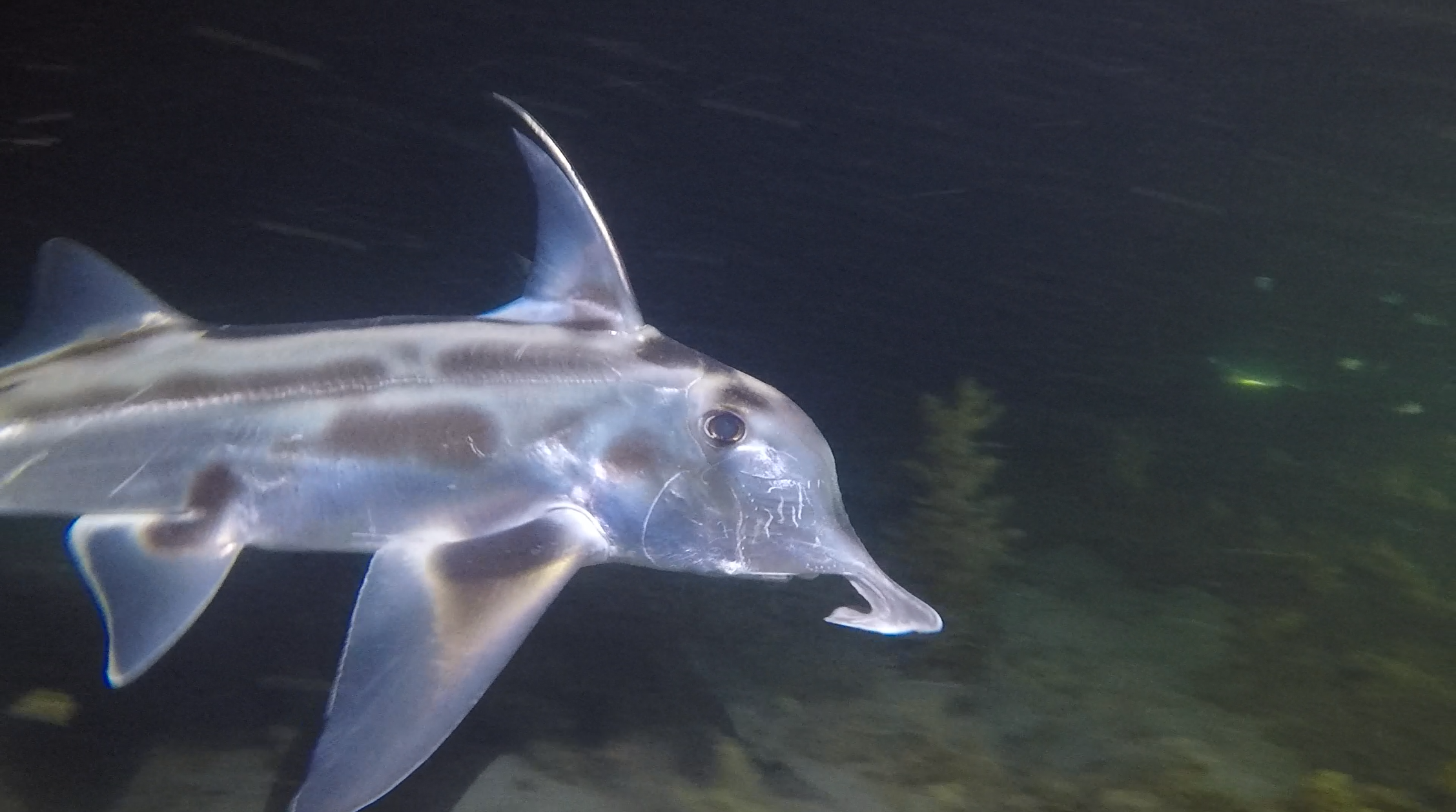 Surprise Encounter With An Elephantfish, Blairgowrie Pier