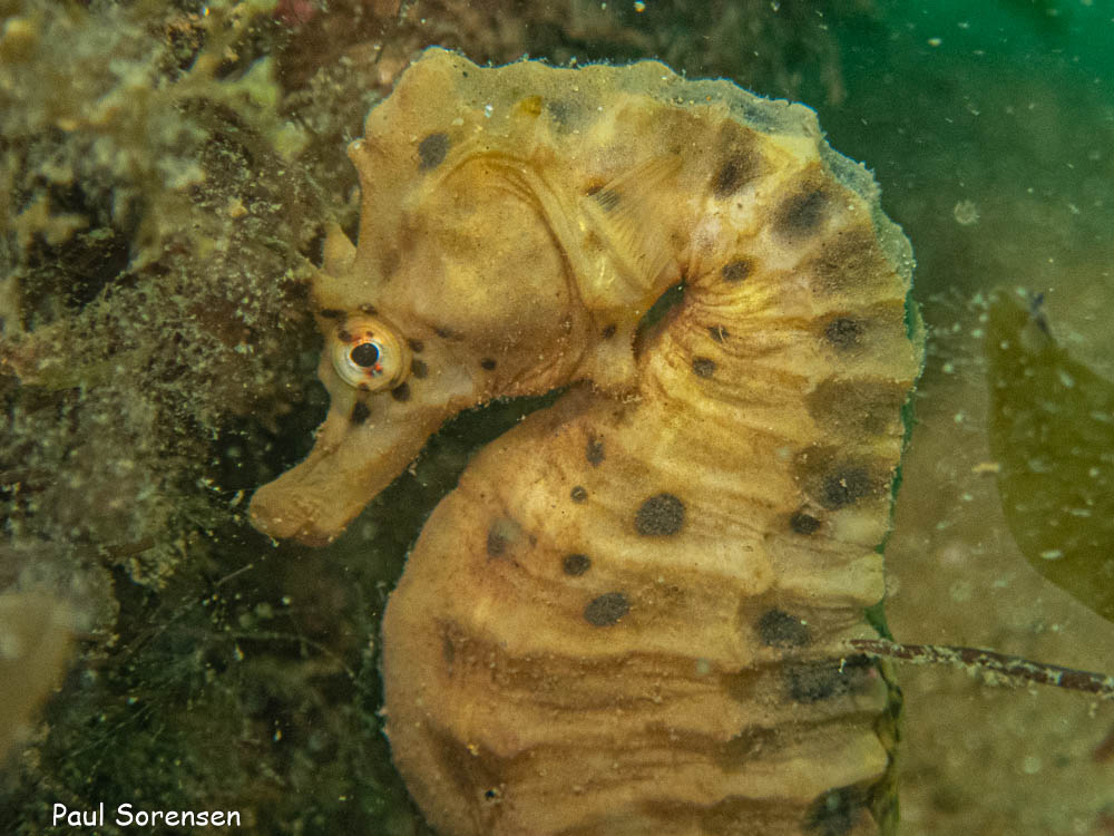 Hippocampus abdominalis