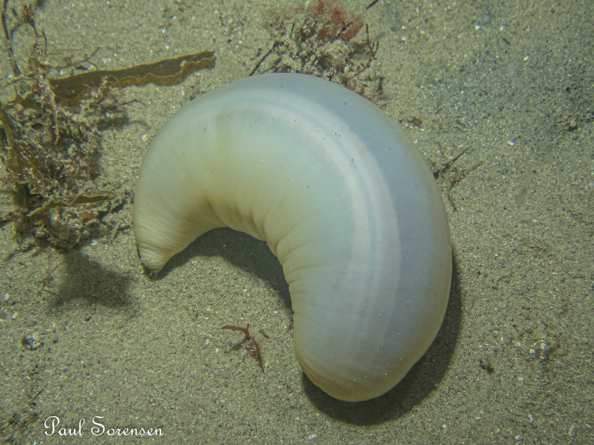 Sea Cucumber, Paracaudina bacillis