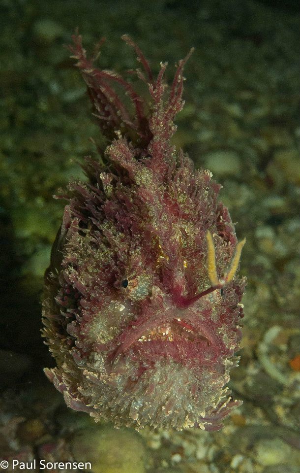 Tasselled Angler Fish