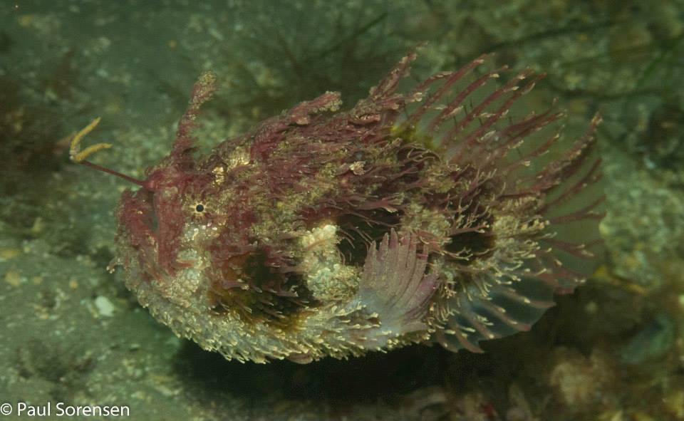 Tasselled Anglerfish_Rhycherus filamentosus 