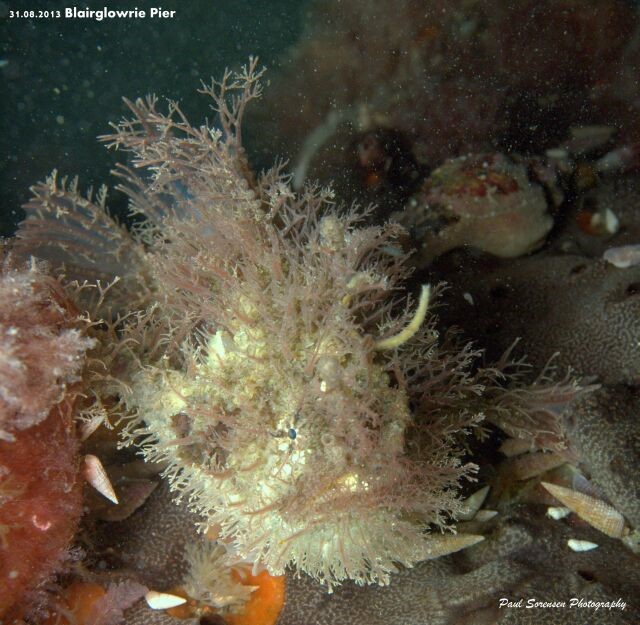 Tasselled Angler Fish