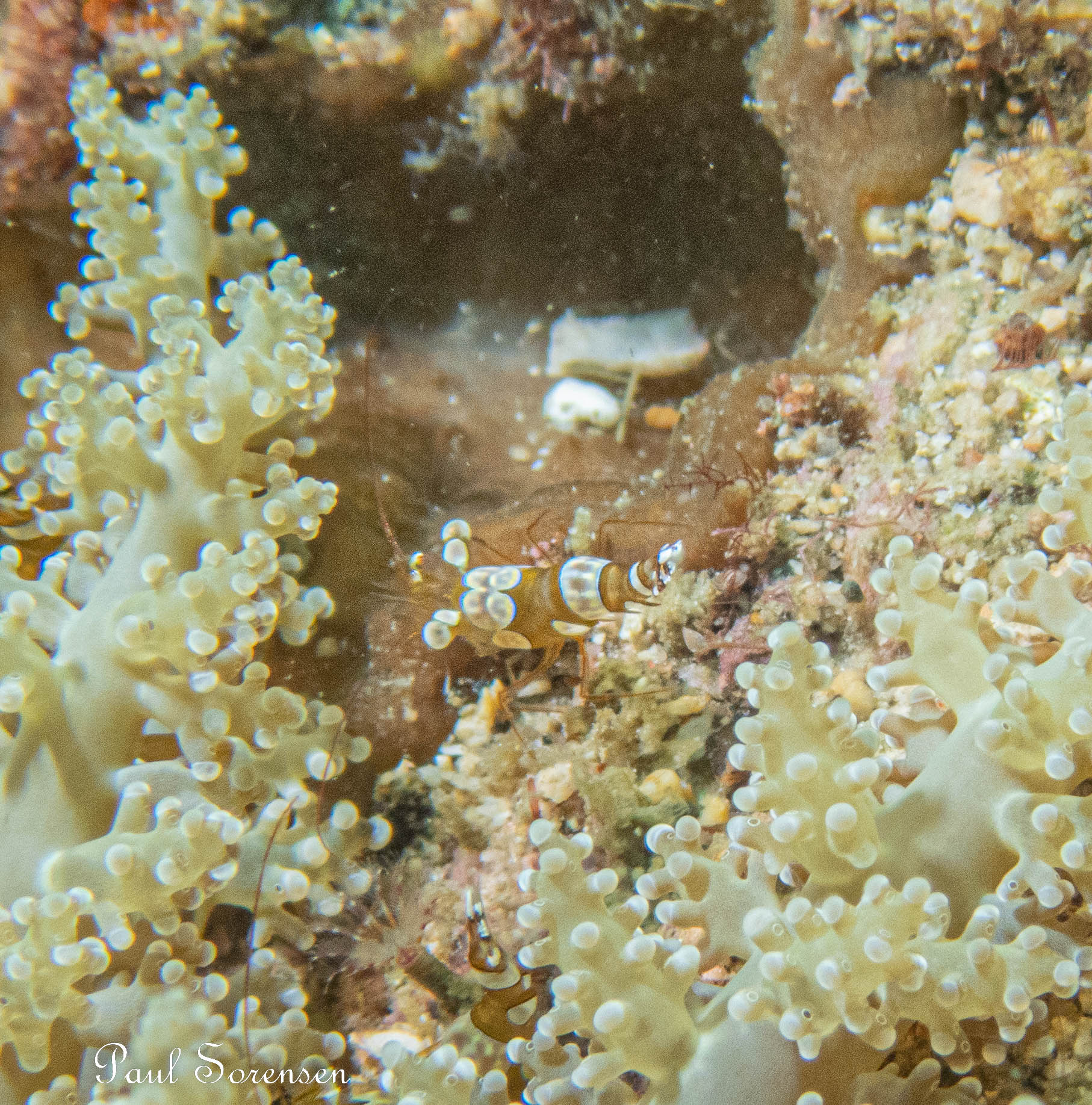 Squat Anemone Shrimp