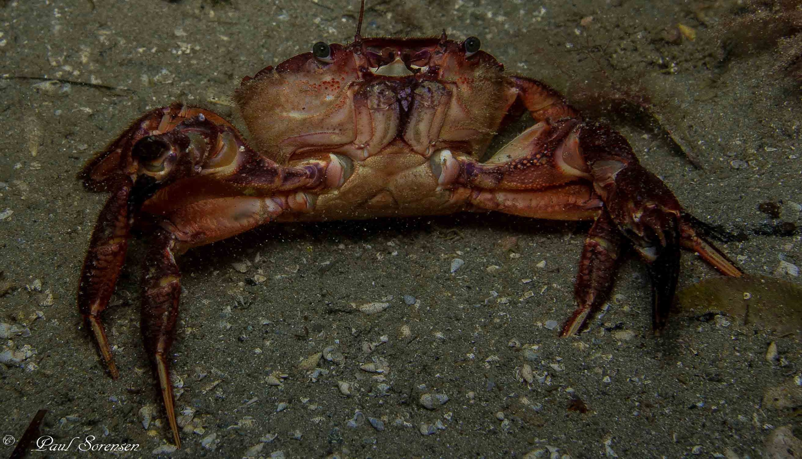 Nectocarcinus tuberculosus