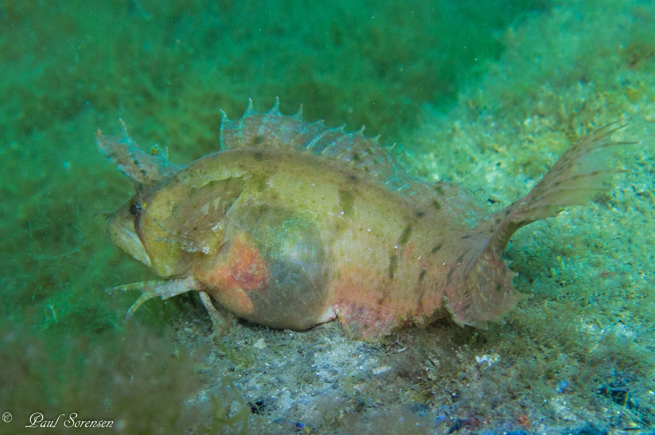 Southern Crested Weedfish