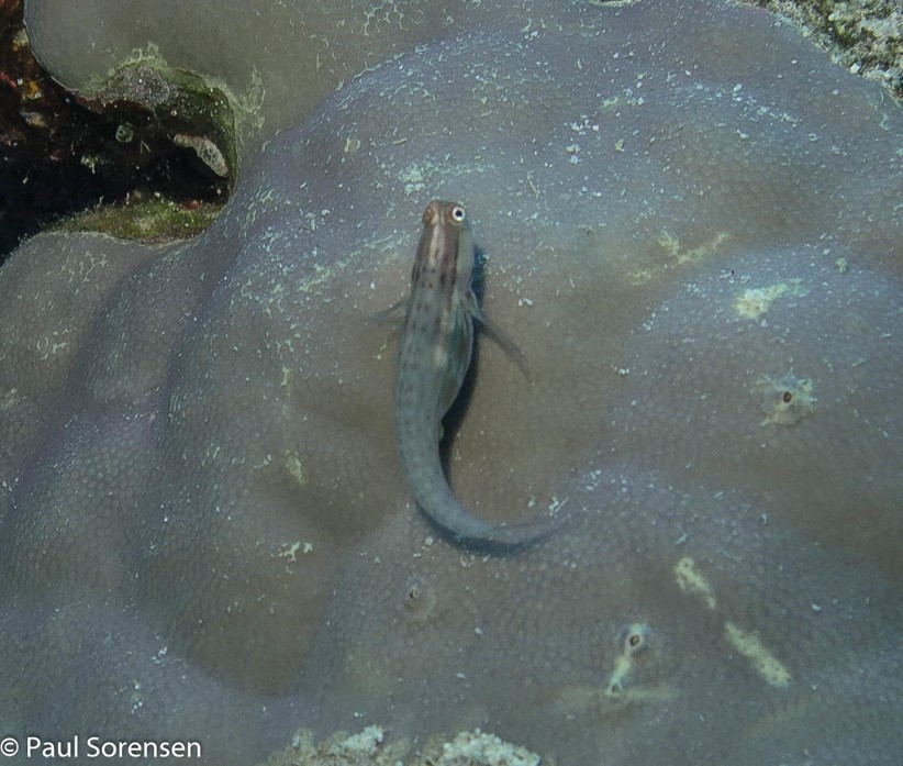 Smallspotted Combtooth Blenny