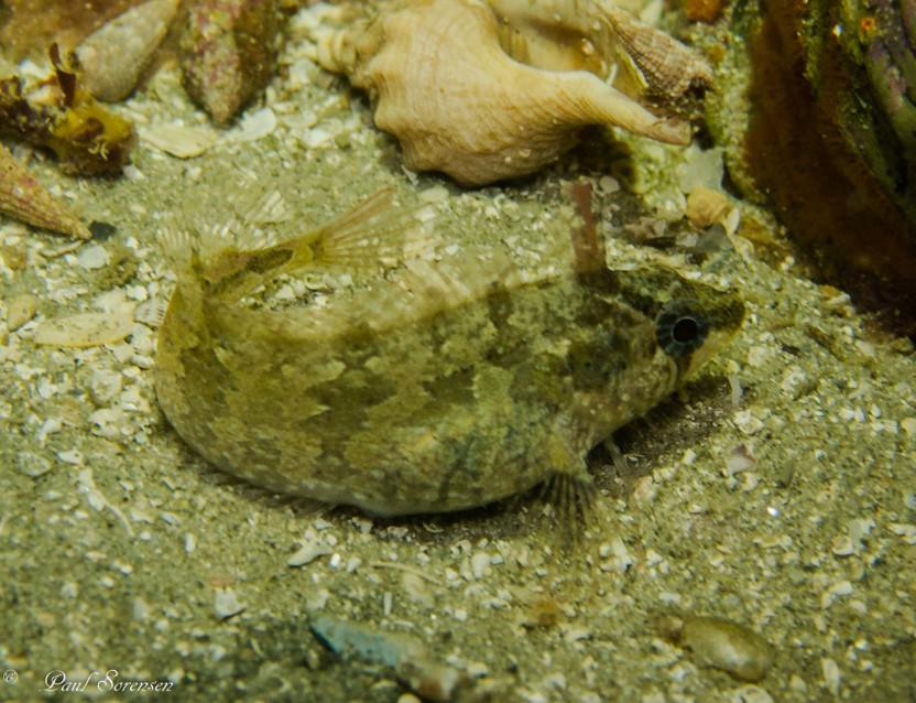 Adelaide Weedfish