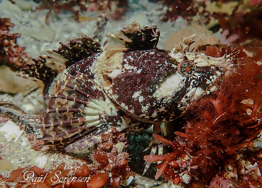 Johnston's Weedfish