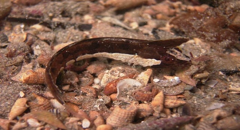 Kuiter's Weedfish_Heteroclinus kuiteri  