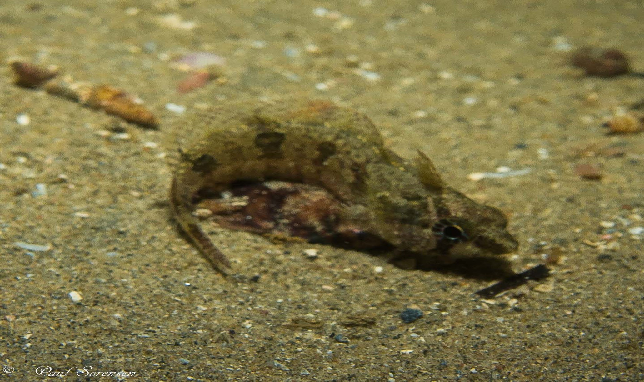 Common Weedfish