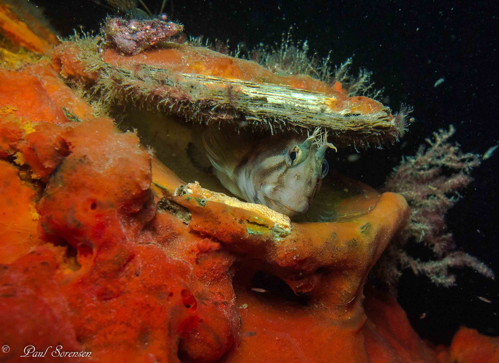 Tasmanian Blenny