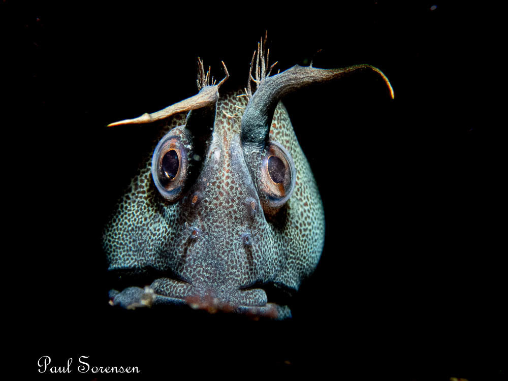 Tasmanian Blenny