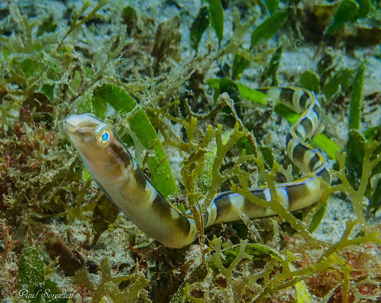 Snake Blenny