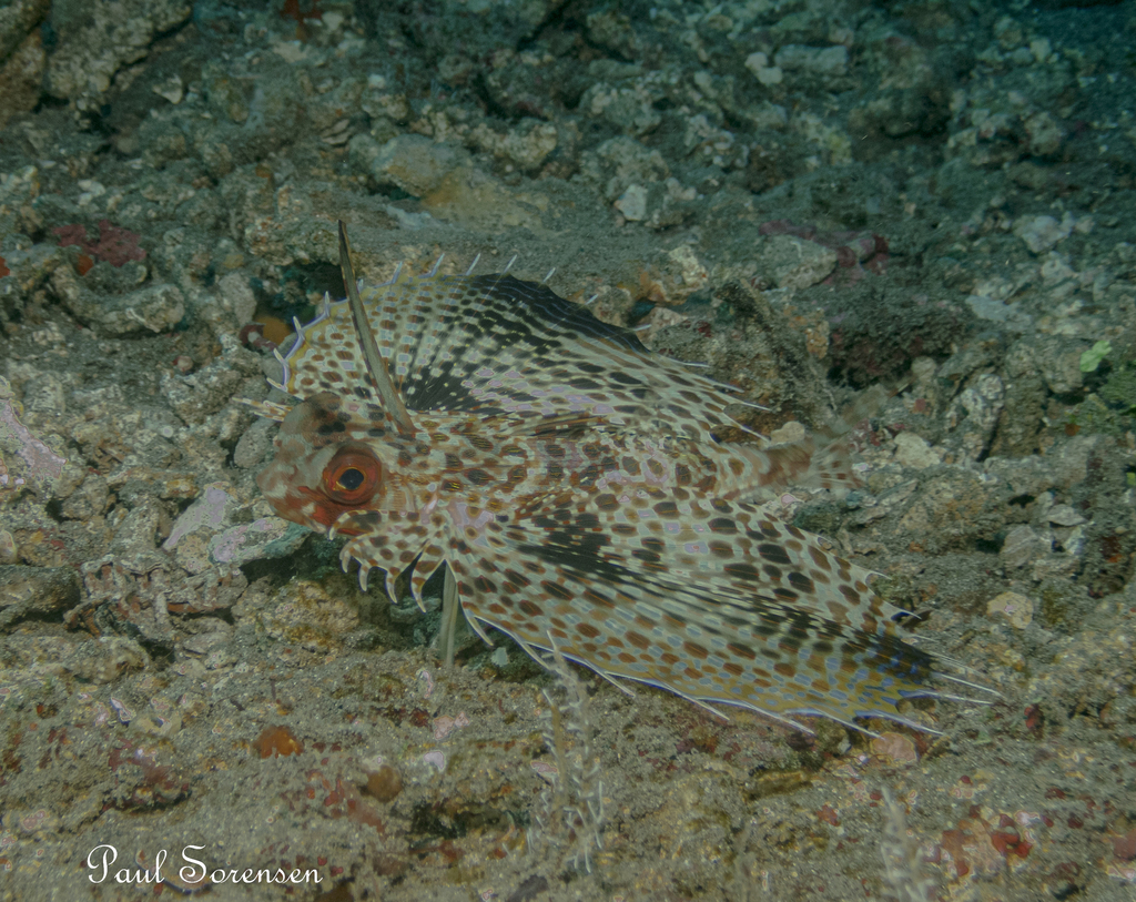 Flying Gurnard