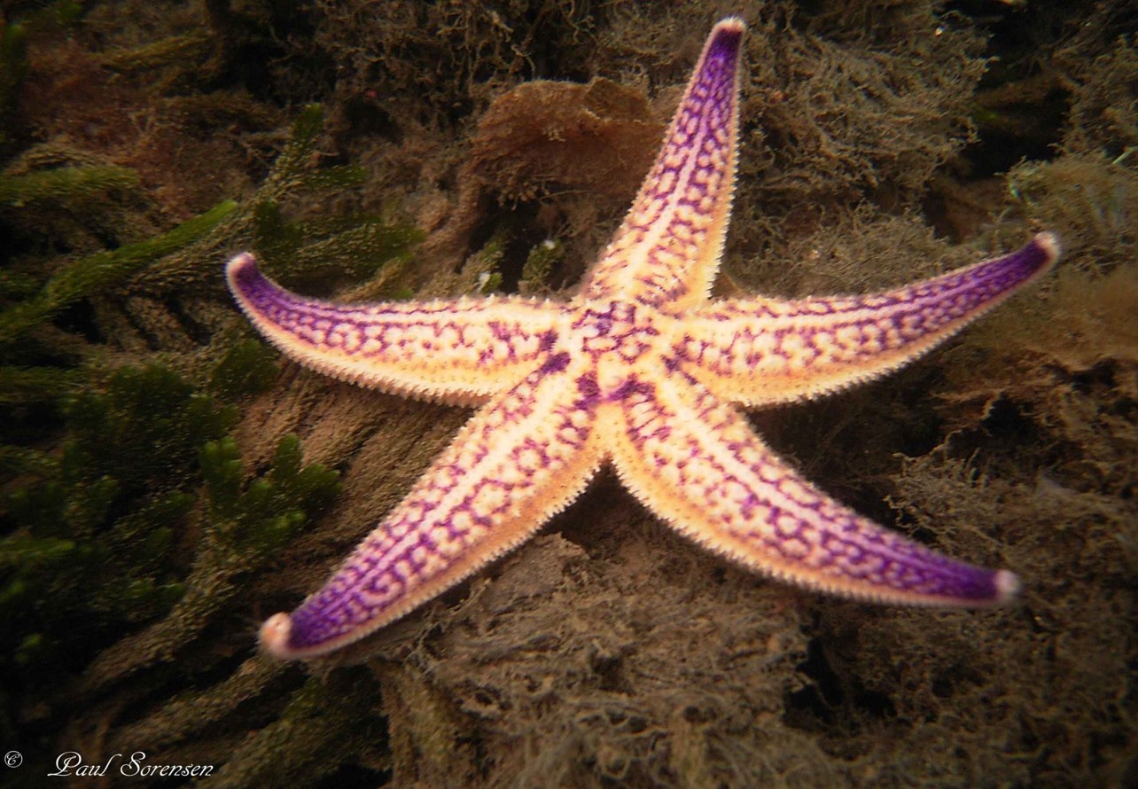 Coscinasterias muricata