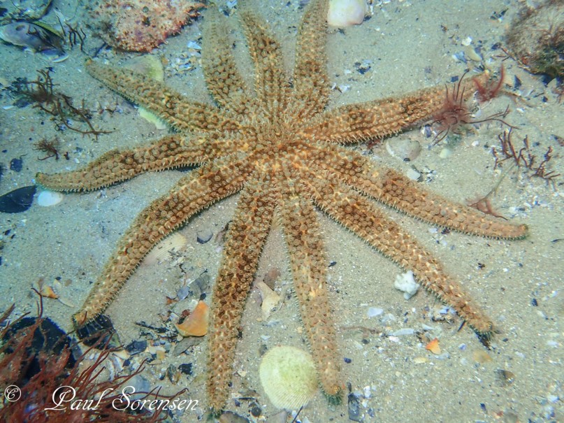 Coscinasterias muricata