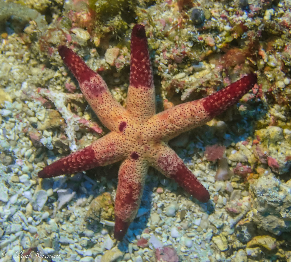 Echinaster luzonicus