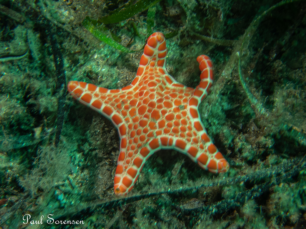 Pentagonaster duebeni