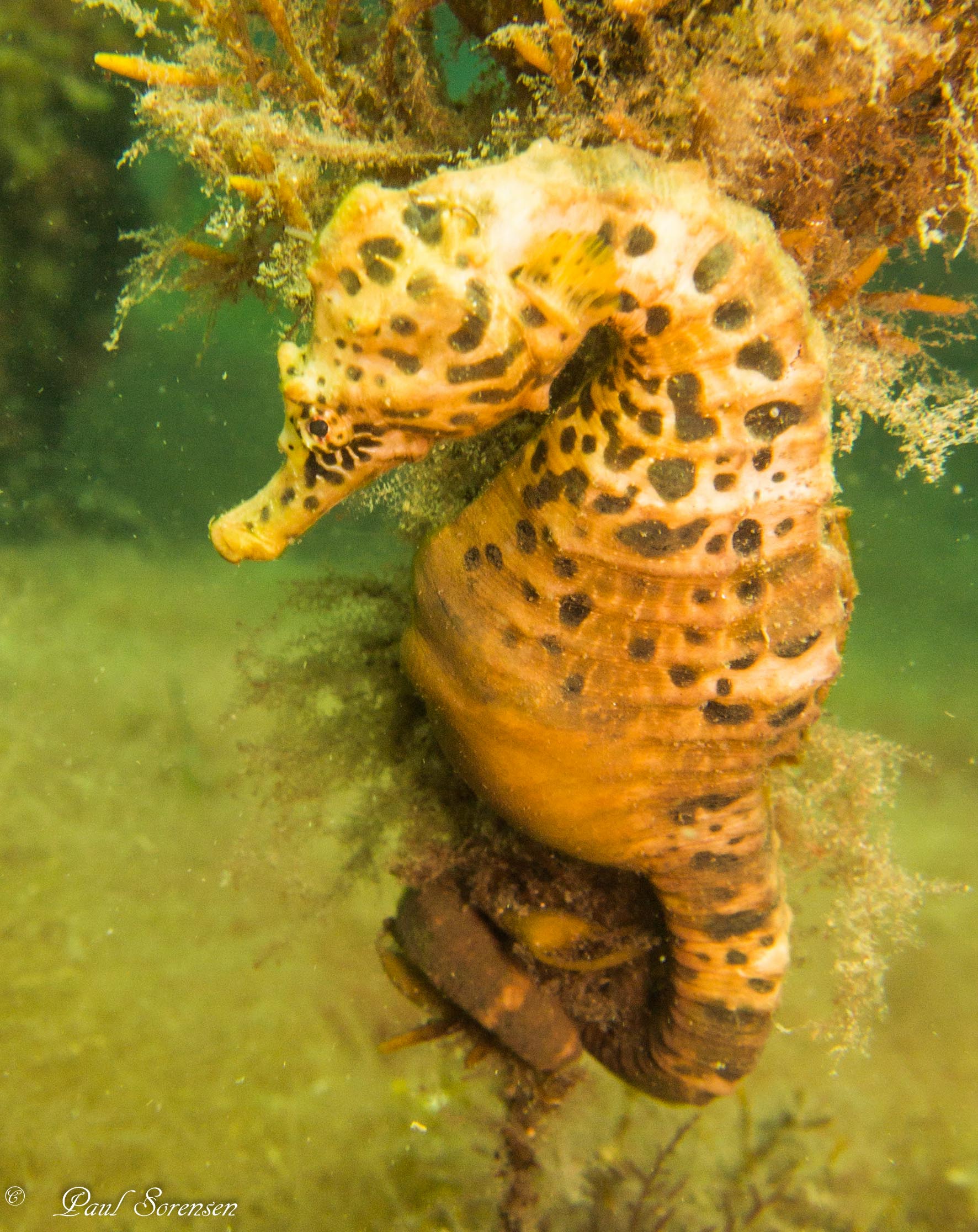 Big-Bellied Seahorse, Hippocampus Abdominalis