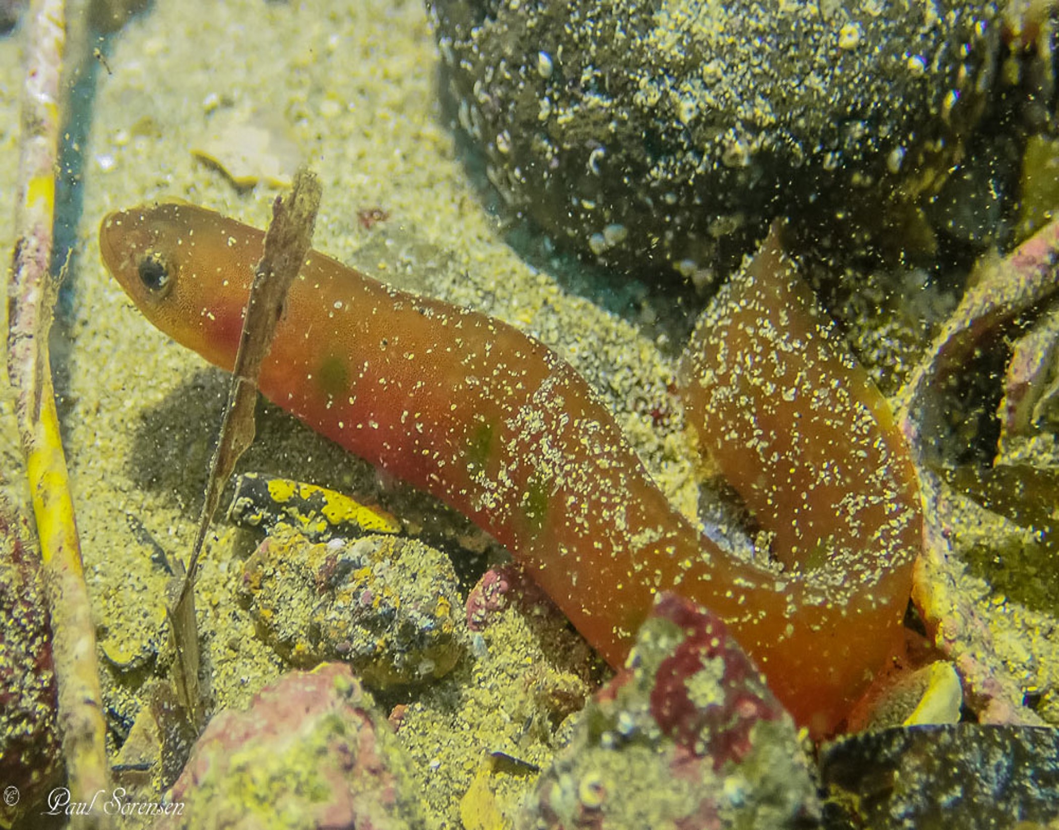 Common Shore Eel_Alabes dorsalis 