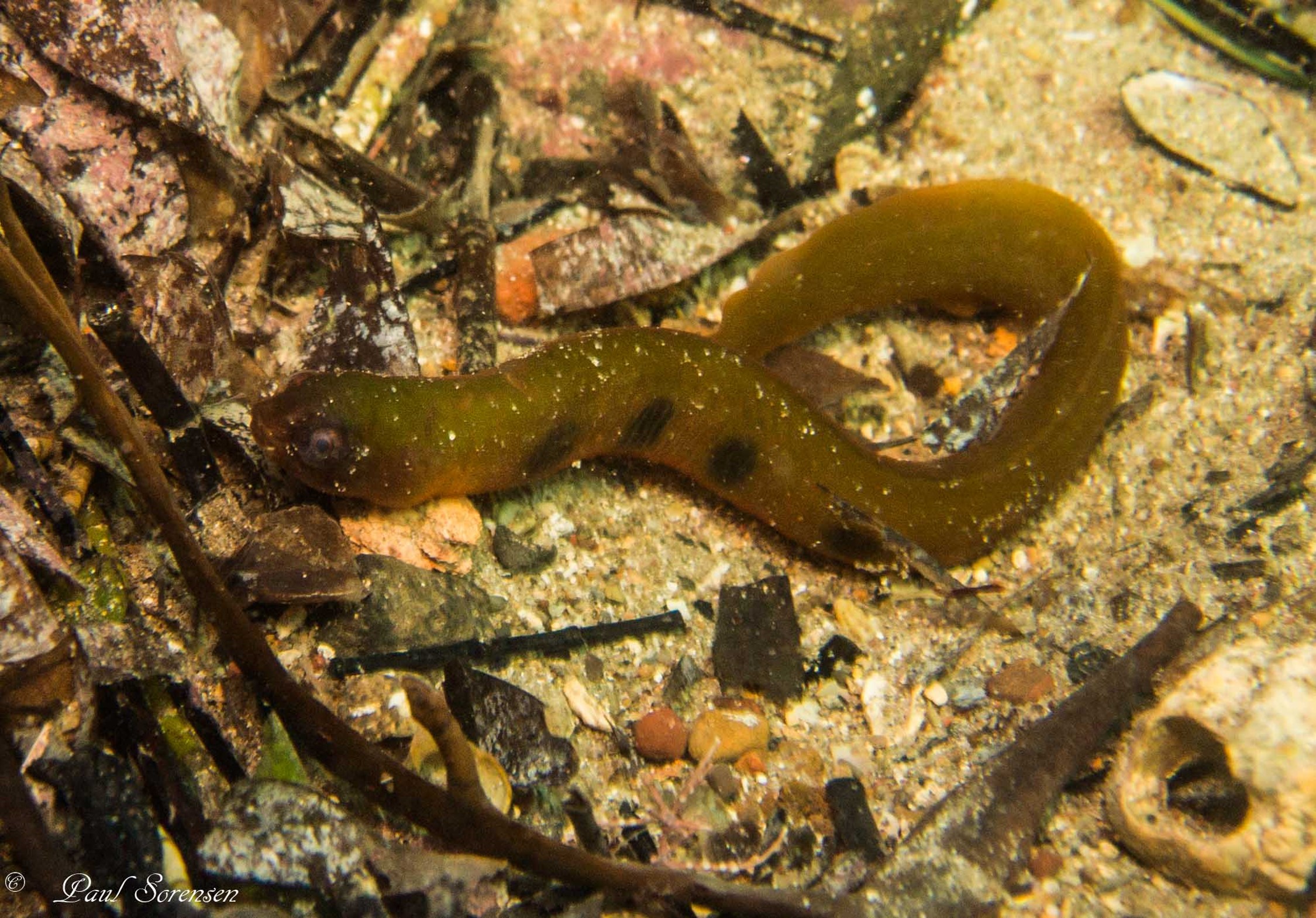Common Shore Eel_Alabes dorsalis 