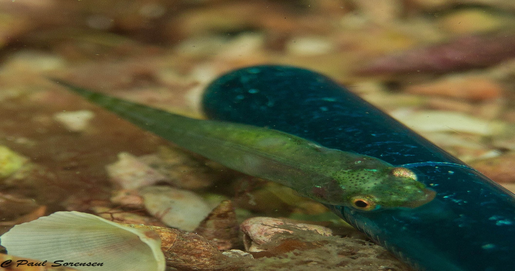 Broadhead Clingfish_Cochleoceps bassensis	