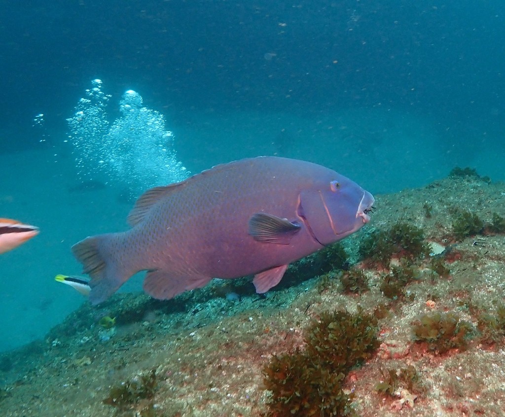 Eastern Blue Groper