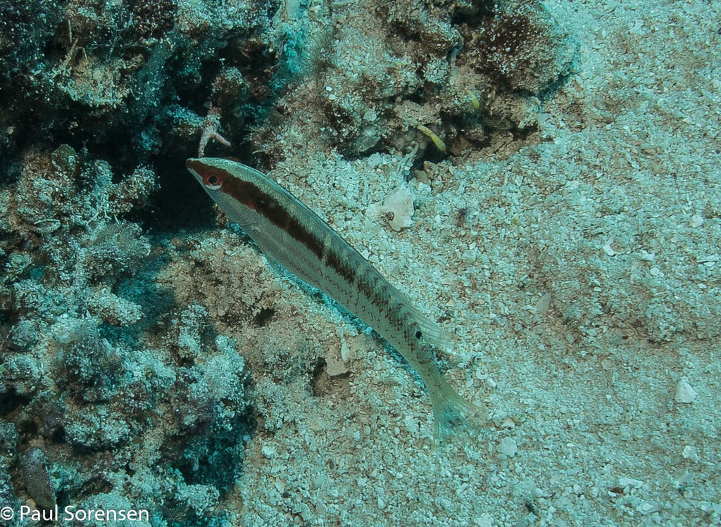 Pale-barred Coris_Coris dorsomacula