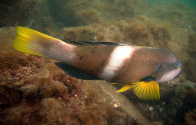 Bluethroat Wrasse_Notolabrus tetricus