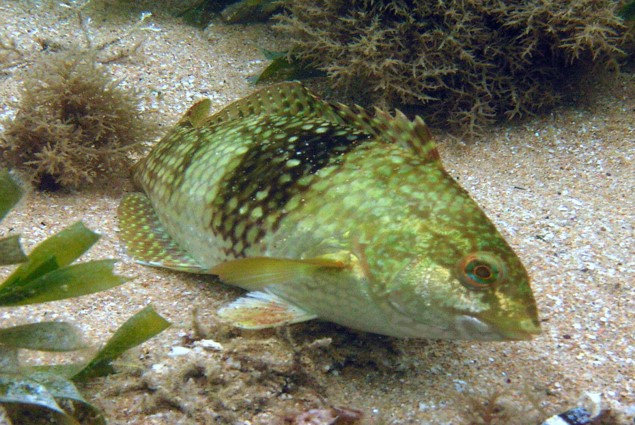 Bluethroat Wrasse_Notolabrus tetricus