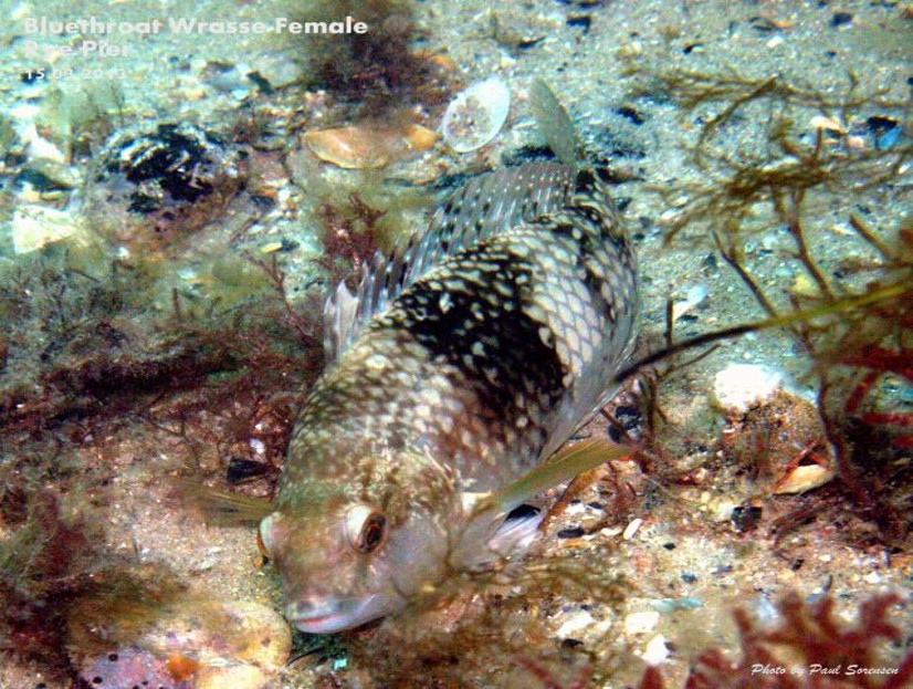 Bluethroat Wrasse_Notolabrus tetricus