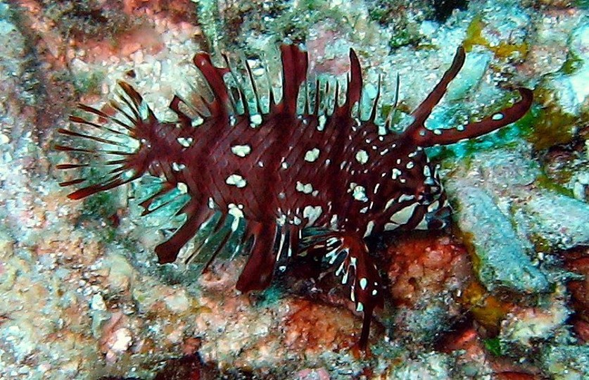 Rockmover Wrasse_Novaculichthys taeniourus