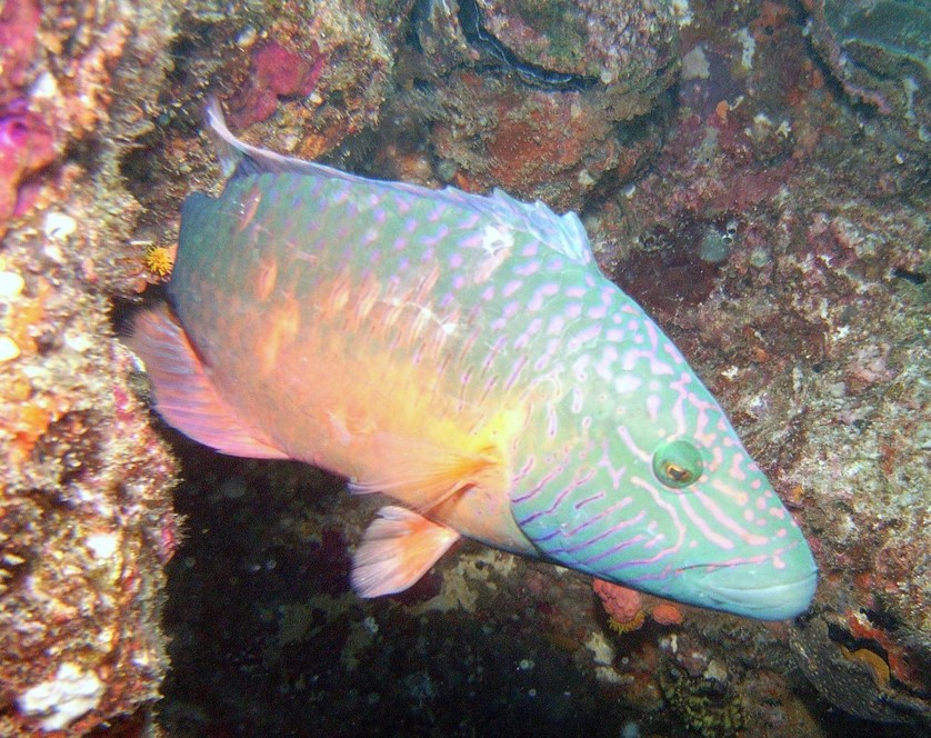 Linedcheek Wrasse_Oxycheilinus digramma