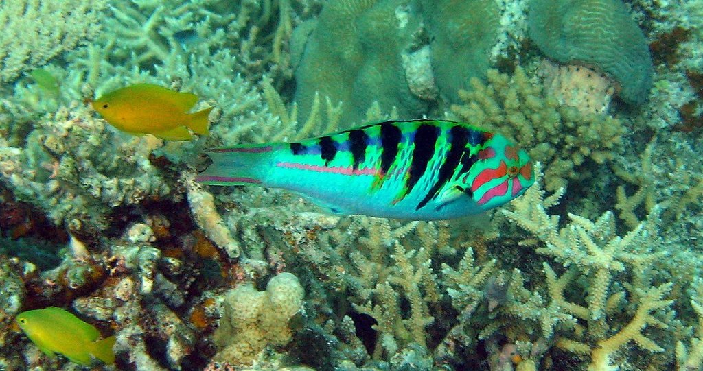 Sixbar Wrasse_Thalssoma hardwicke