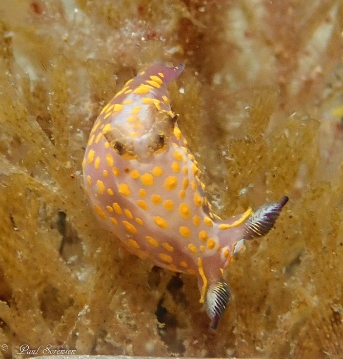 Polycera janjukia 