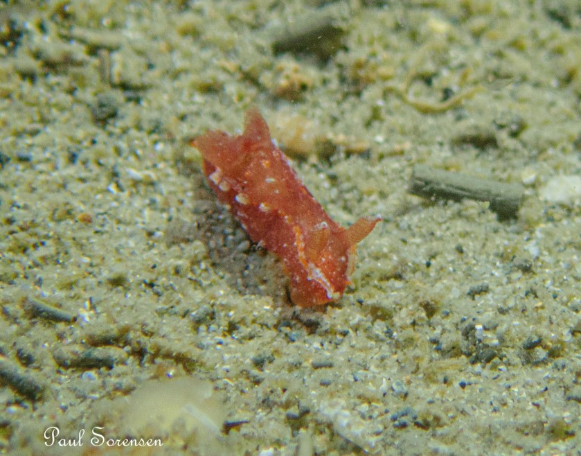 Polycera parvula