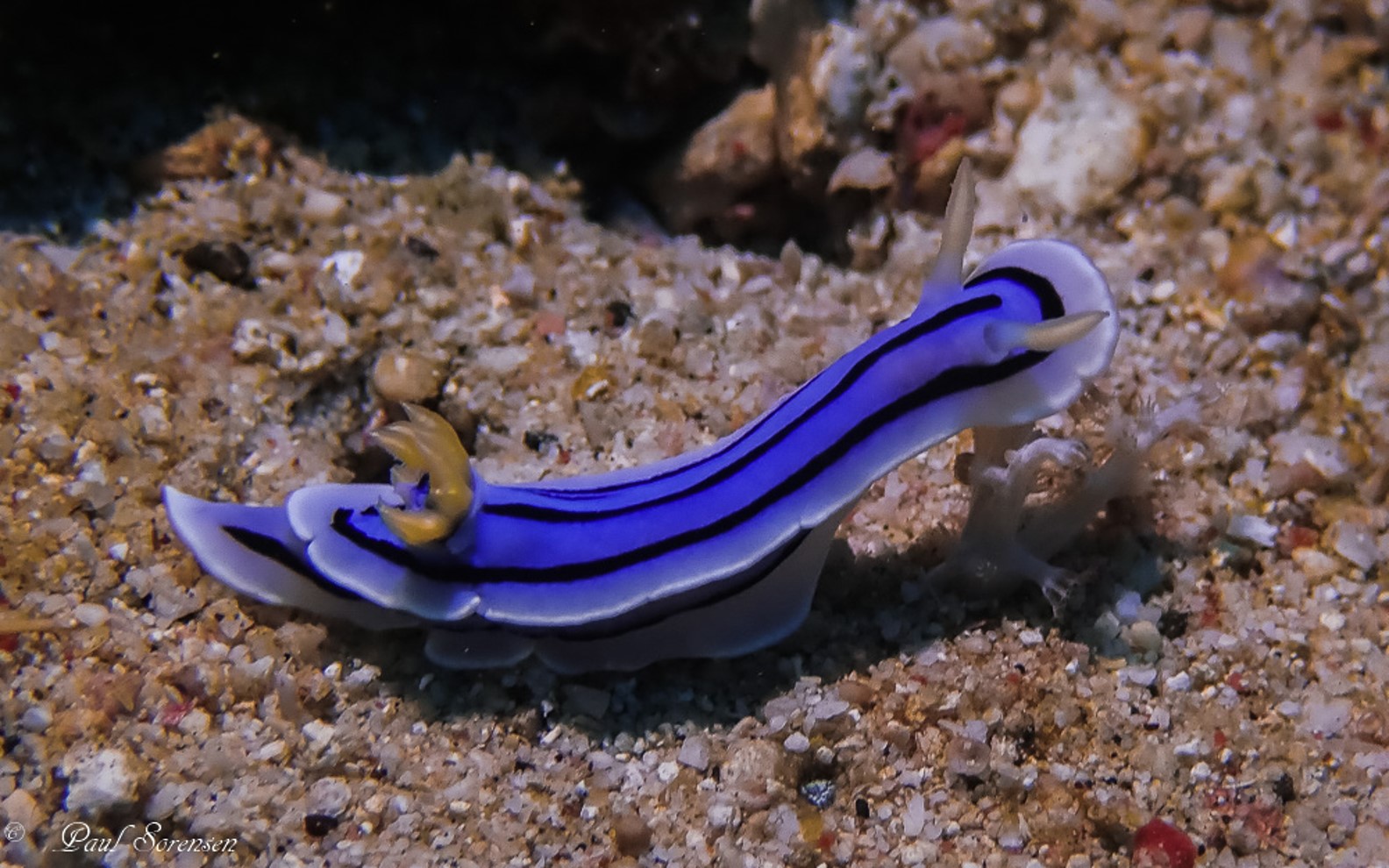 Chromodoris lochi