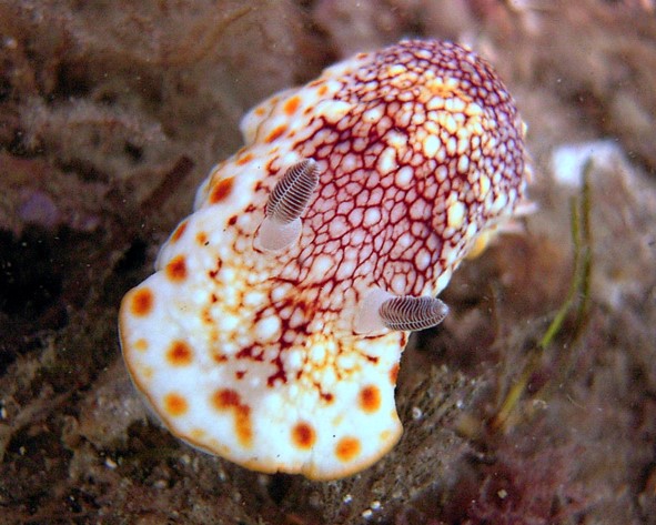 Chromodoris tinctorial 