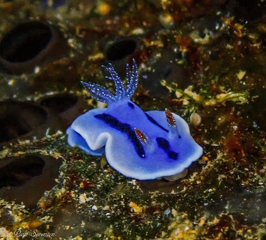 Chromodoris willani