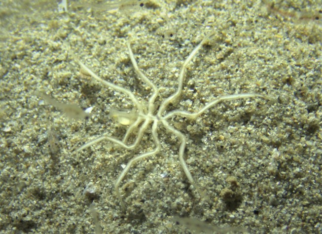 Nymphon sp.