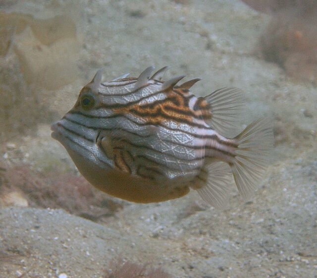 Shaw's Cowfish