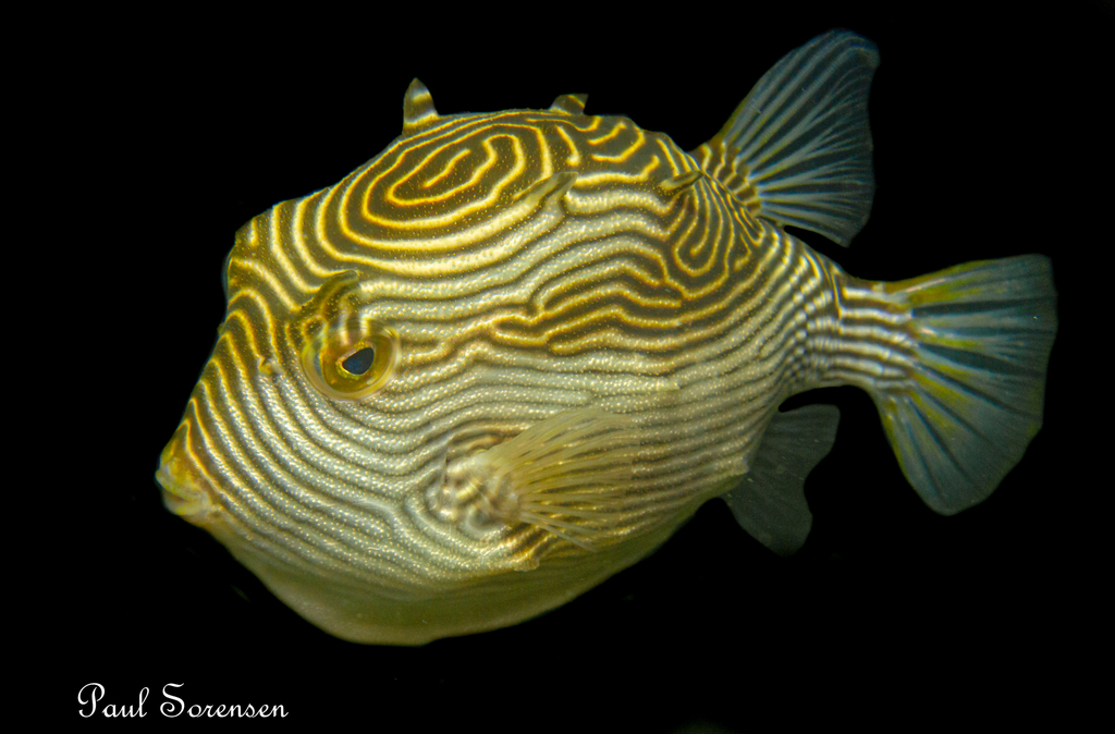 Ornate Cowfish