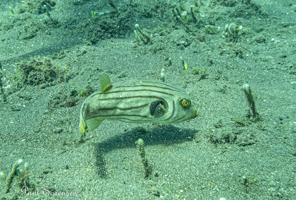 Narrowlined Puffer