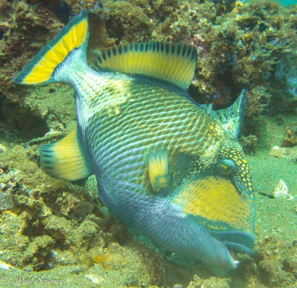 Titan Triggerfish