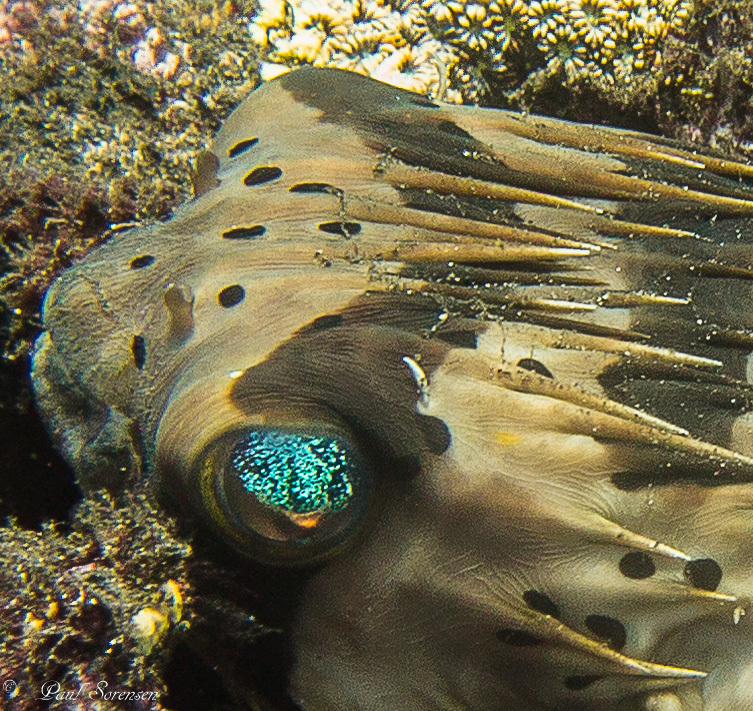 Longspined Porcupinefish