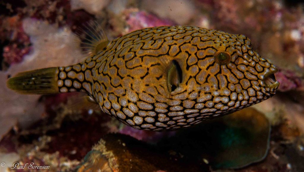 Map Puffer