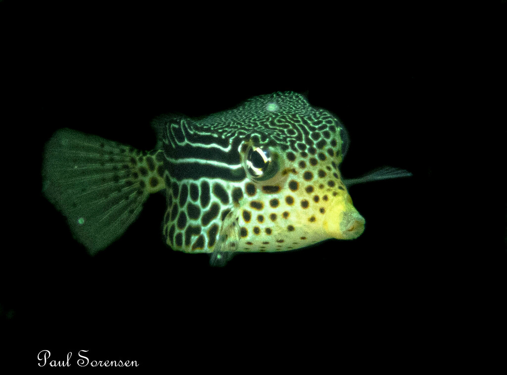 Striped Boxfish
