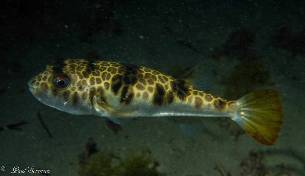 Smooth Toadfish